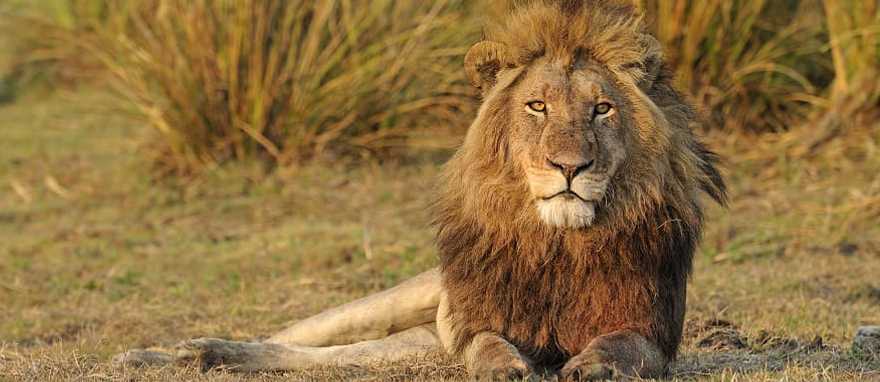 Lion resting in Busanga Plains of Kafue National Park, Zambia