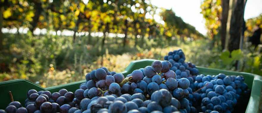 Highlights of Sicily Wine Tour Harvested grapes in basket at Italian vineyard on Mount Etna, Sicily