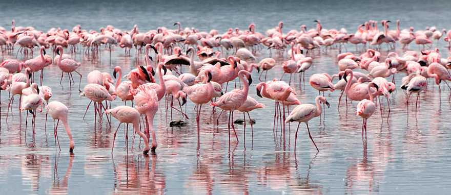 Best of Tanzania & Botswana Safaris: Ngorongoro, Serengeti, Okavango Delta