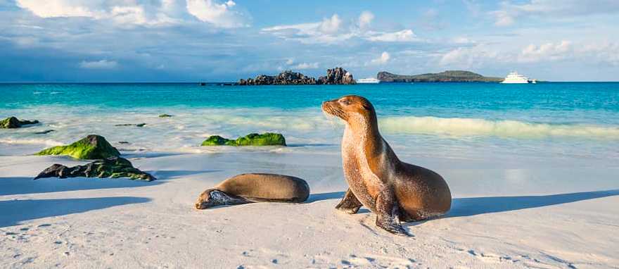 Espanola Island in the Galapagos Sea lions on the beach in Espanola Island in the Galapagos