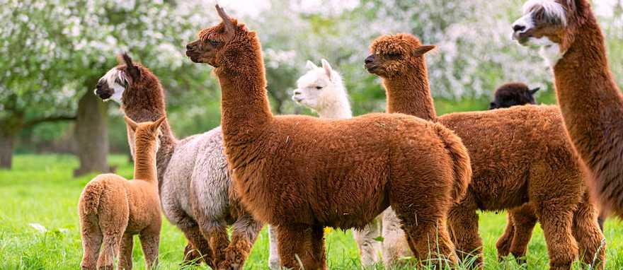 Family-Friendly Peru Vacation: Amazon to Andes Family-Friendly Peru Vacation: Amazon to Andes