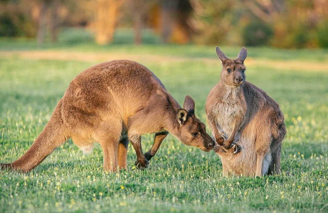 Kangaroo family on Kangaroo Island, South Australia
