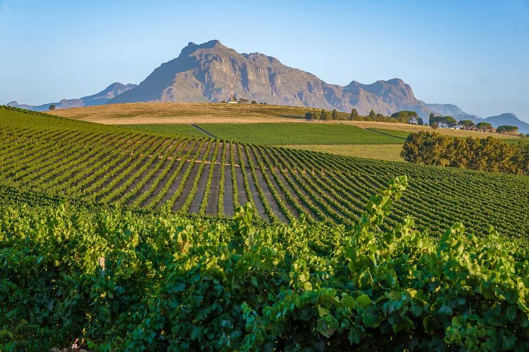 Vineyards in Stellenbosch, South Africa