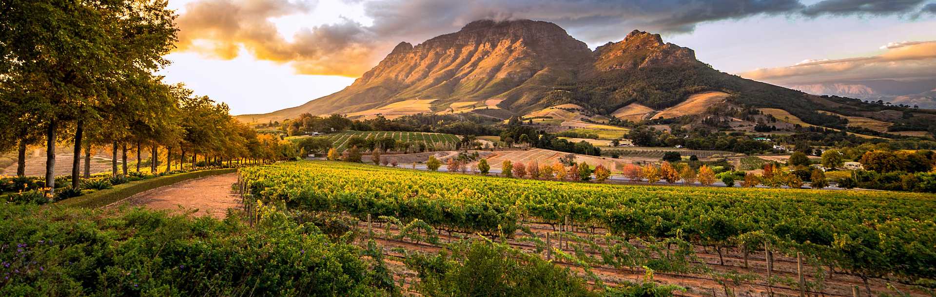 Vineyard in Stellenbosch, South Africa