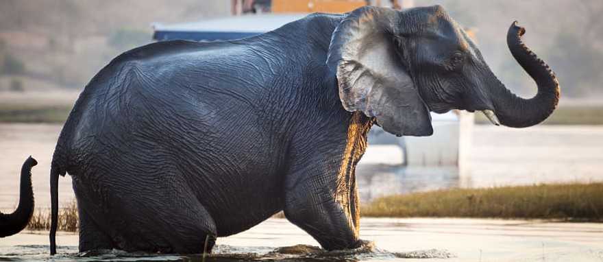 Elephant crossing a river at Chobe National Park in Botswana 