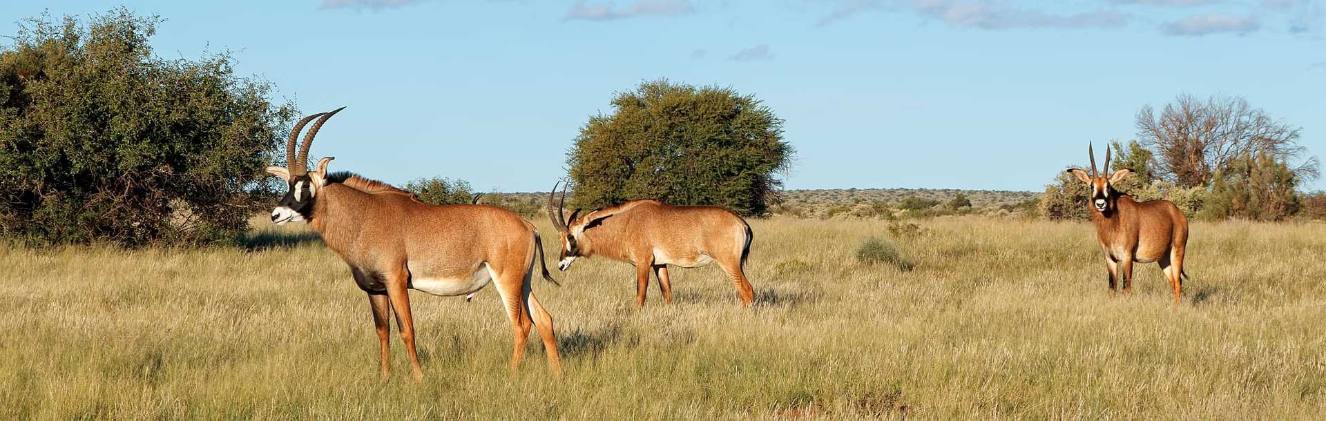 Roan Antelope in South Africa