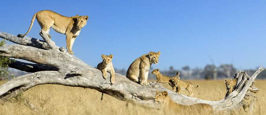 Lioness and cubs climbing on toppled dead acacia tree in Savuti marsh in Chobe National Park, Botswana. Lioness and cubs climbing on toppled dead acacia tree in Savuti marsh in Chobe National Park, Botswana.