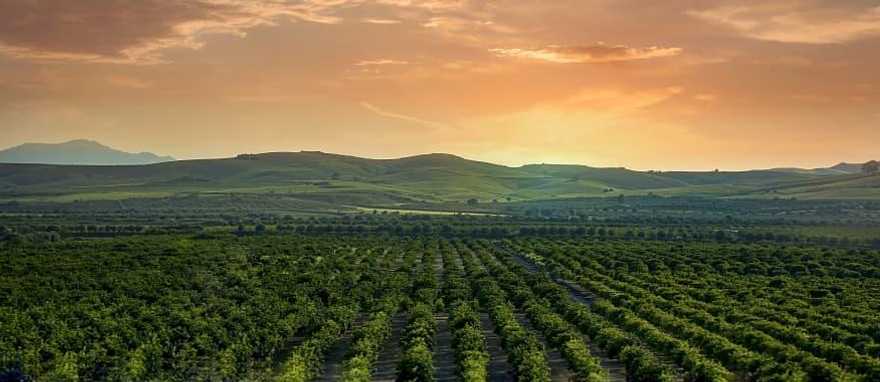 Sicily vineyard at sunset.