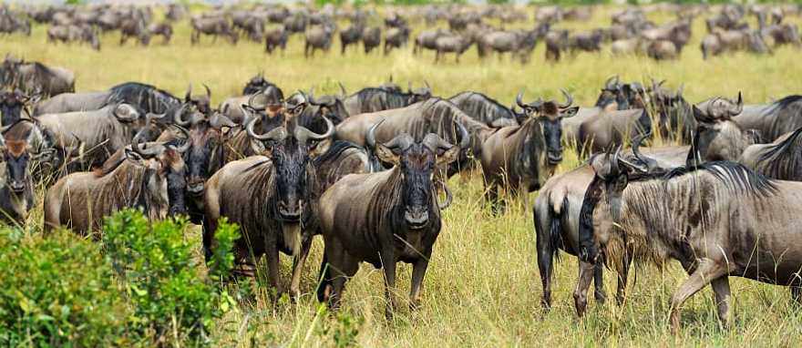 Wildebeest Migration and Gorilla Trekking: A Uganda and Tanzania Safari Wildebeest Migration and Gorilla Trekking: A Uganda and Tanzania Safari