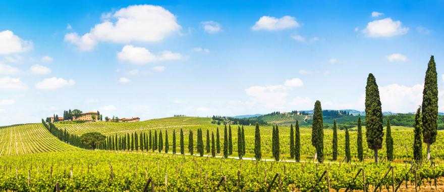 Vineyard in Tuscany, Italy