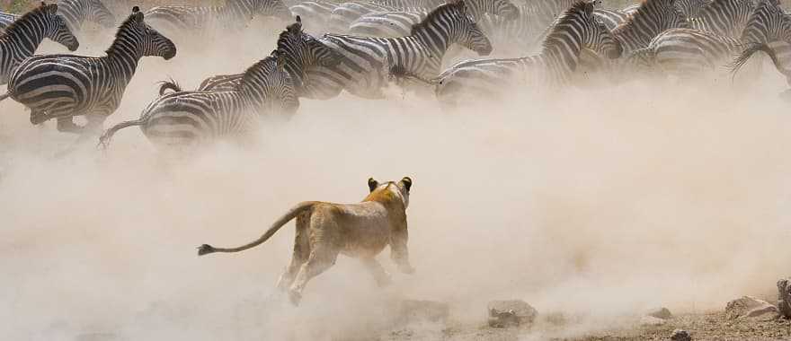 Lioness hunting zebra in Masai Mara, Kenya