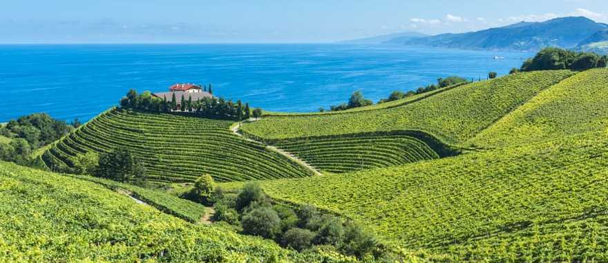 Coastal vineyards in Basque Country, Spain