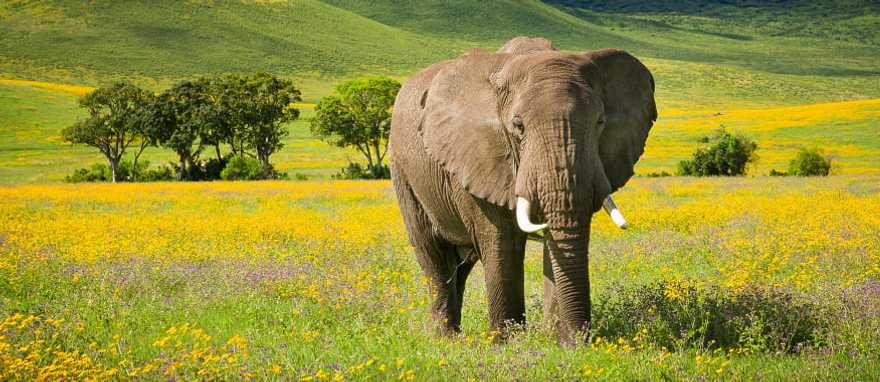 Elephant with wildflowers in the Ngorongoro crater, Tanzania