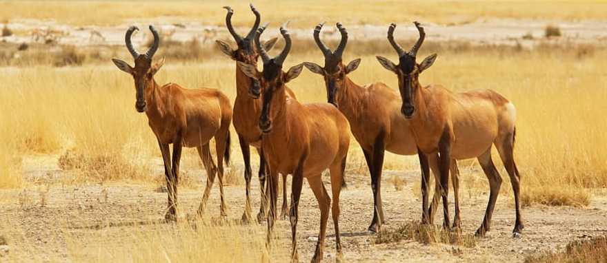 Sabi Sabi Private Game Reserve, South Africa Sabi Sabi Private Game Reserve, South Africa