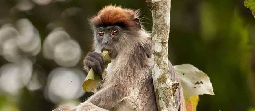 Mountain gorilla in Uganda Mountain gorilla in Uganda