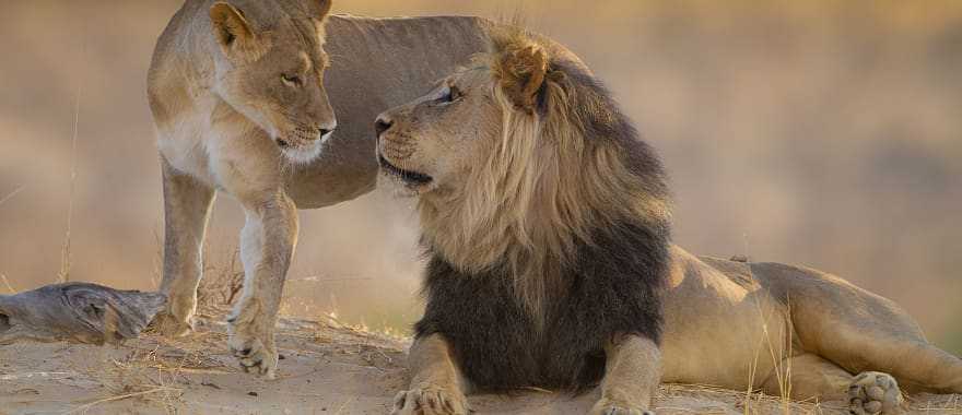 A pair of african lions enjoying the setting sun