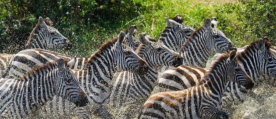 Zebras in Masai Mara, Kenya