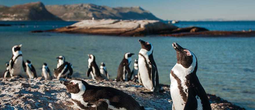 Penguins on Boulder Beach near Simon's Town in the Western Cape province of South Africa.