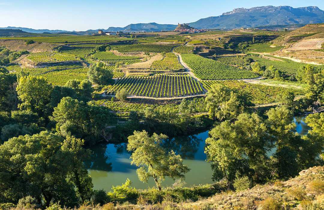 Vineyards in the La Rioja Region of Spain