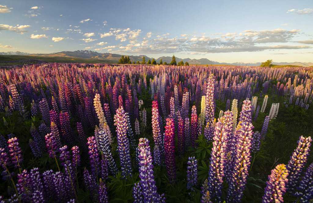 Lupins around Lake Tekapo, New Zealand