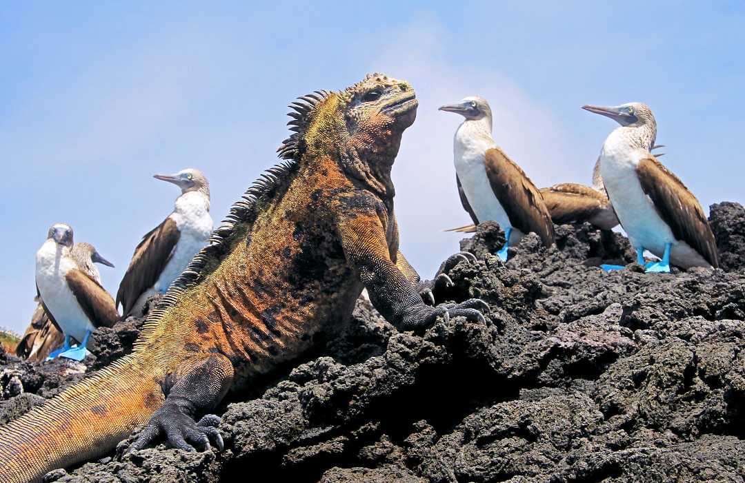 Marine iguana with blue footed boobies in the Galapagos Islands, Ecuador