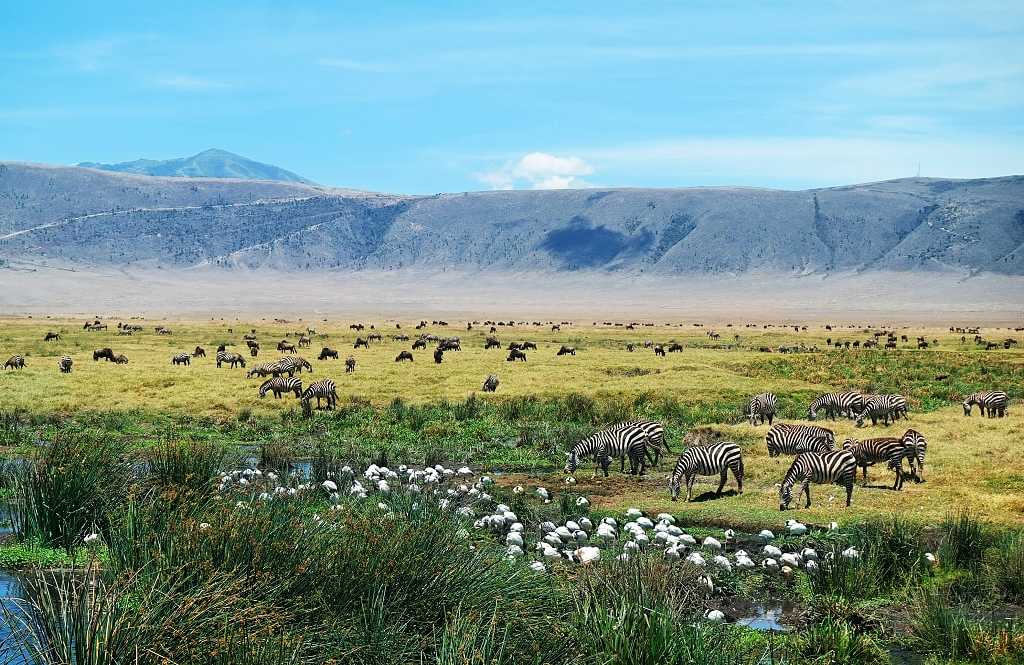 Wild animals surrounded by nature, Ngorongoro Crater, Africa