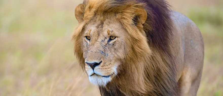 Adrenaline & Adventure Tour of South Africa