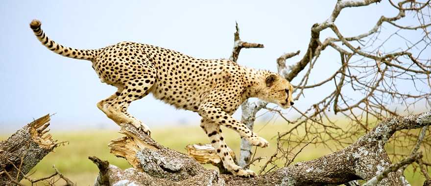 Cheetah on a tree in the savannah of the Serengeti