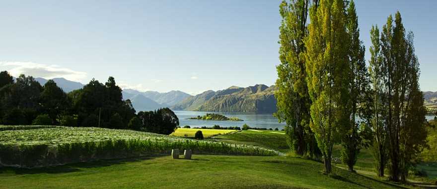 Vineyards in Wanaka, New Zealand
