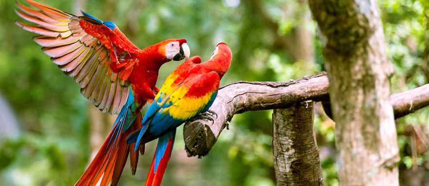 The mesmerizing wilderness of Costa Rica The mesmerizing wilderness of Costa Rica