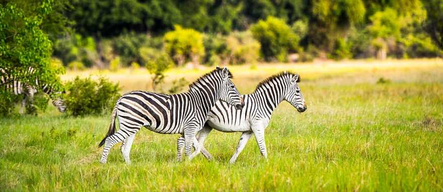 Zebra couple in the Okavango Delta, Botswana