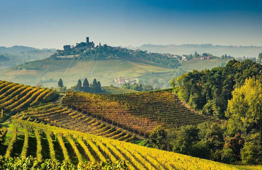 Vineyards in autumn, Langhe, Piedmont