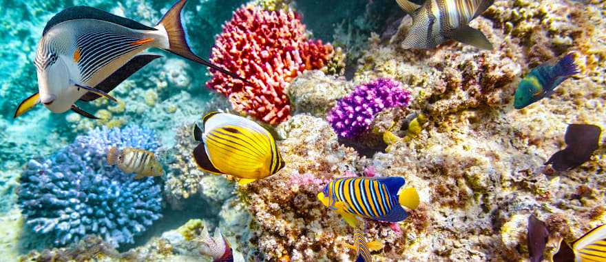 Abundance of tropical fish in the waters of the Great Barrier Reef