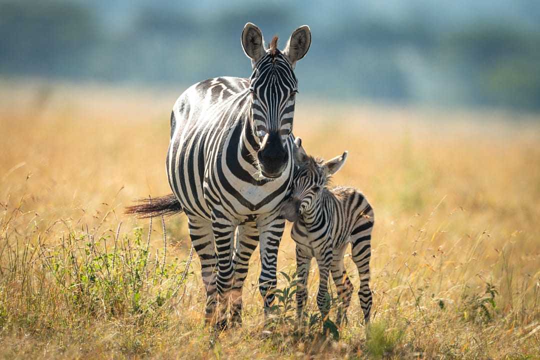 Serengeti National Park, Tanzania