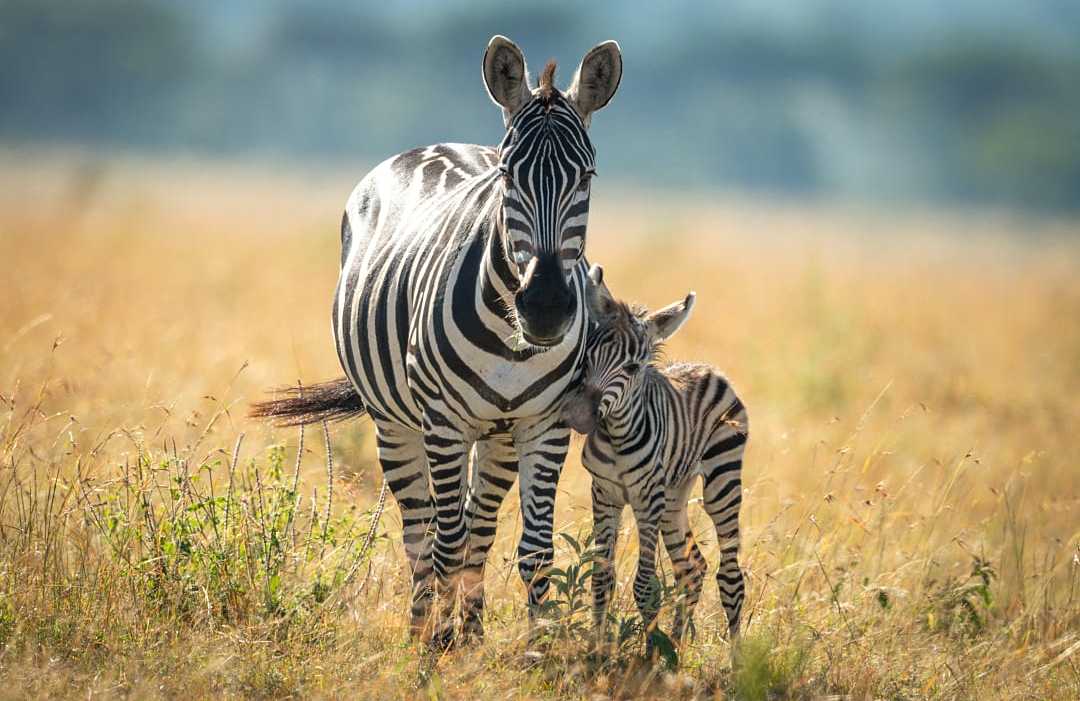 Serengeti National Park, Tanzania