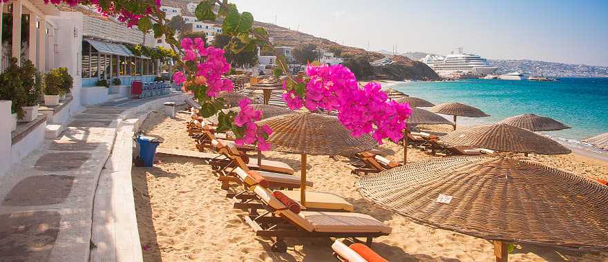 Pink bougainvillea blooming on the beach of Mykonos, Greece