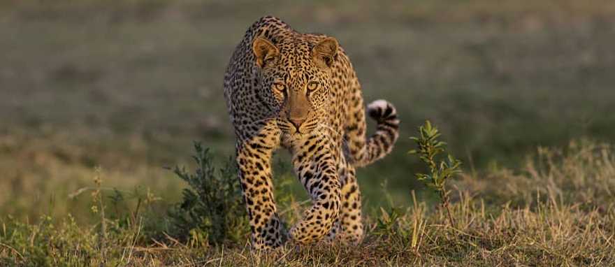 Best of Zimbabwe Safari: Exclusive Camps and Experiences Best of Zimbabwe Safari: Exclusive Camps and Experiences