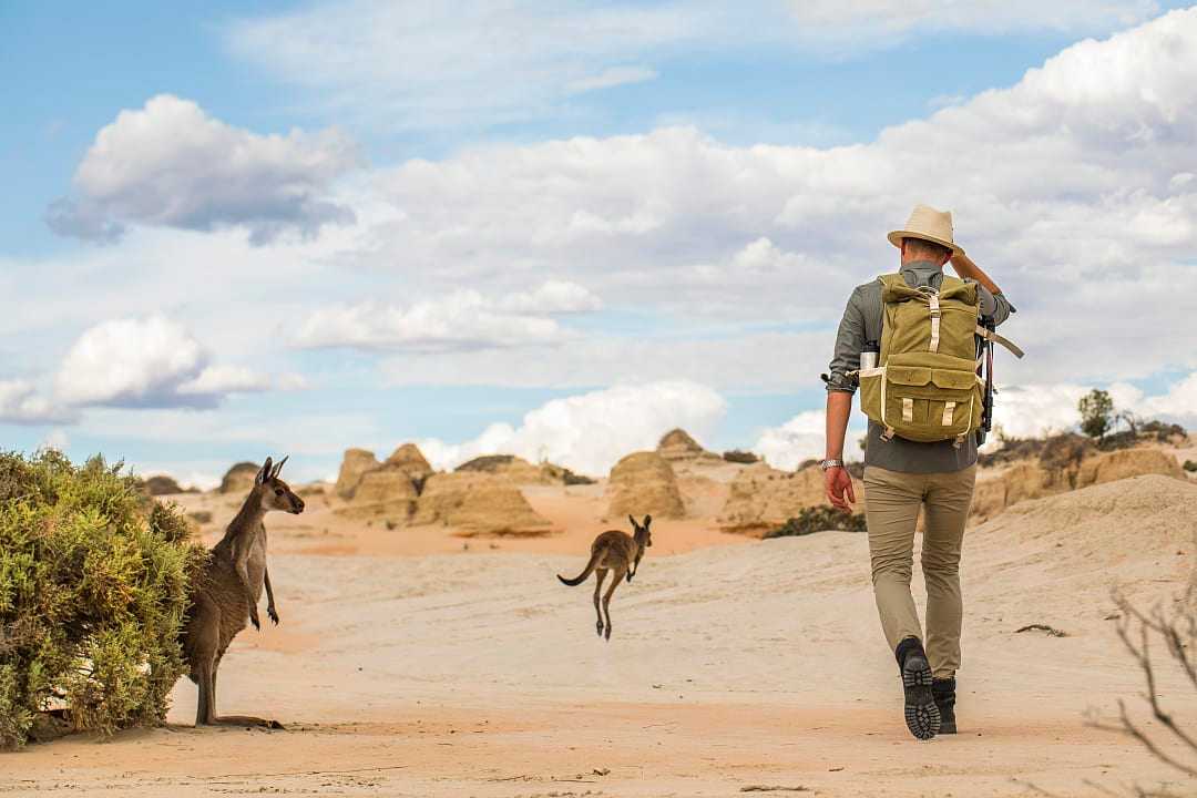 A man hiking in the Australian Outback desert with kangaroos in the background.