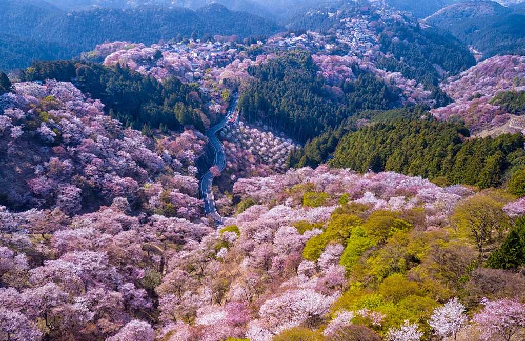Cherry blossoms on Mount Yoshino in Yoshino, Japan