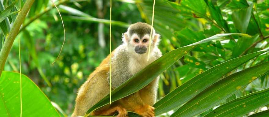 Meet the jungle dwellers on this wildlife expedition to the Pacific coast of Costa Rica. Manuel Antonio National Park Meet the jungle dwellers on this wildlife expedition to the Pacific coast of Costa Rica. Manuel Antonio National Park