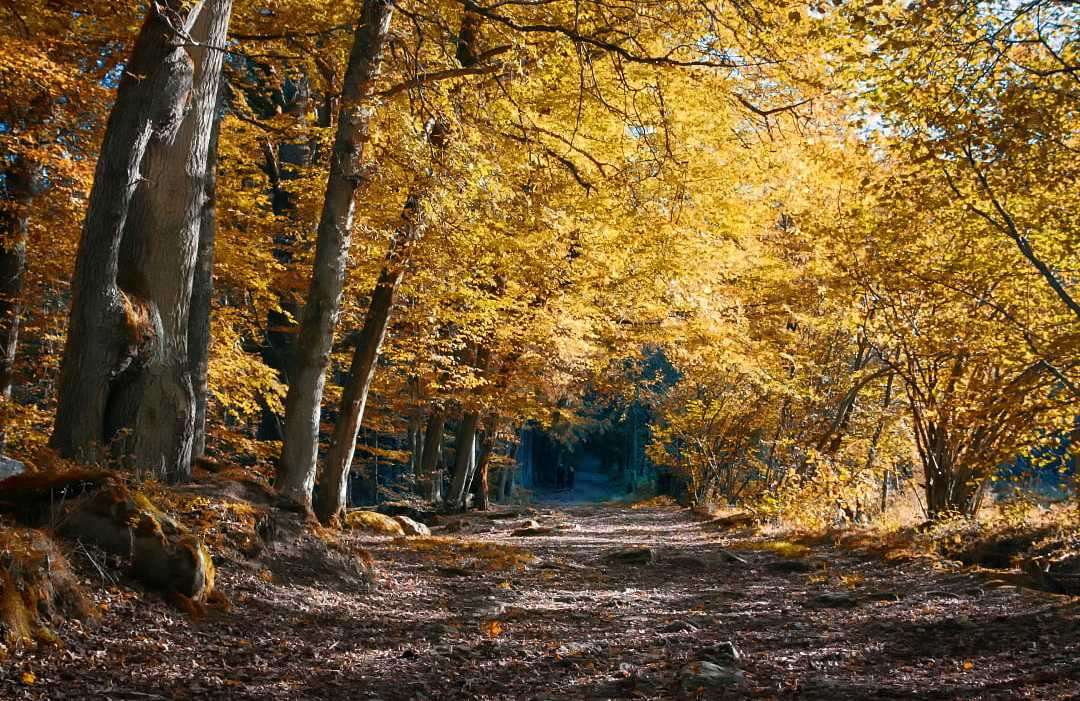 A quiet path in the Ardennes forest under yellow autumn leaves. A quiet path in the Ardennes forest under yellow autumn leaves.