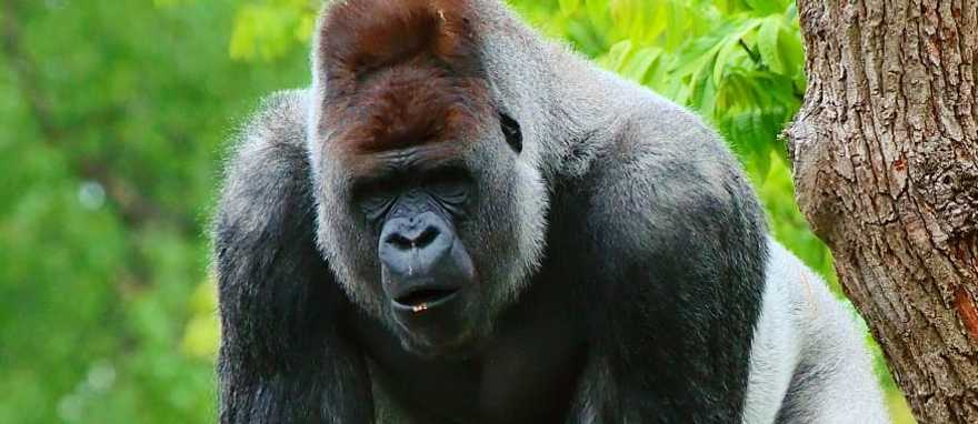 Silverback gorilla in the Bwindi Impenetrable Forest National Park