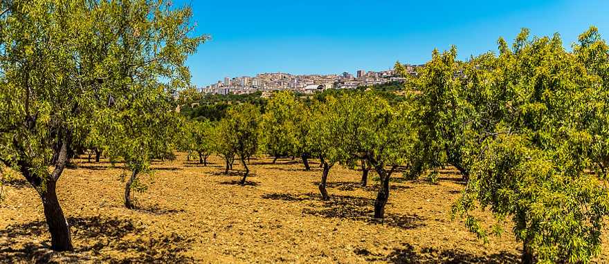 Sicily, Italy Olive grove in Sicily, Italy