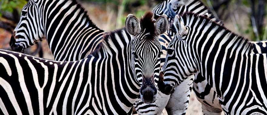 Zebras in Kruger National Park, South Africa