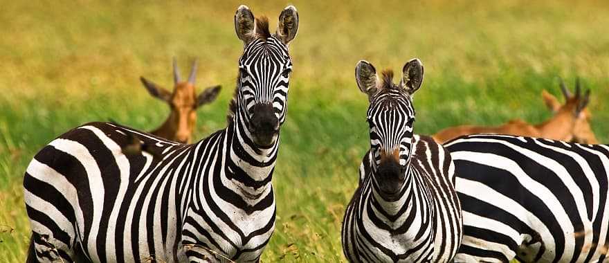 Zebras in Serengeti National Park, Tanzania