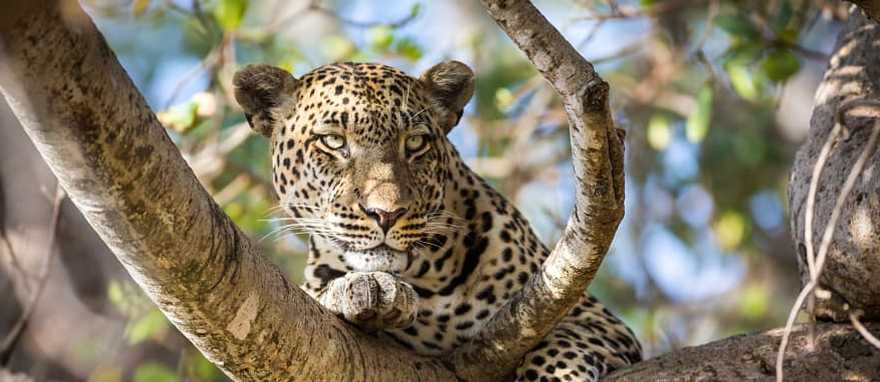 Leopard laying in a tree in Serengeti National Park, Tanzania Leopard laying in a tree in Serengeti National Park, Tanzania
