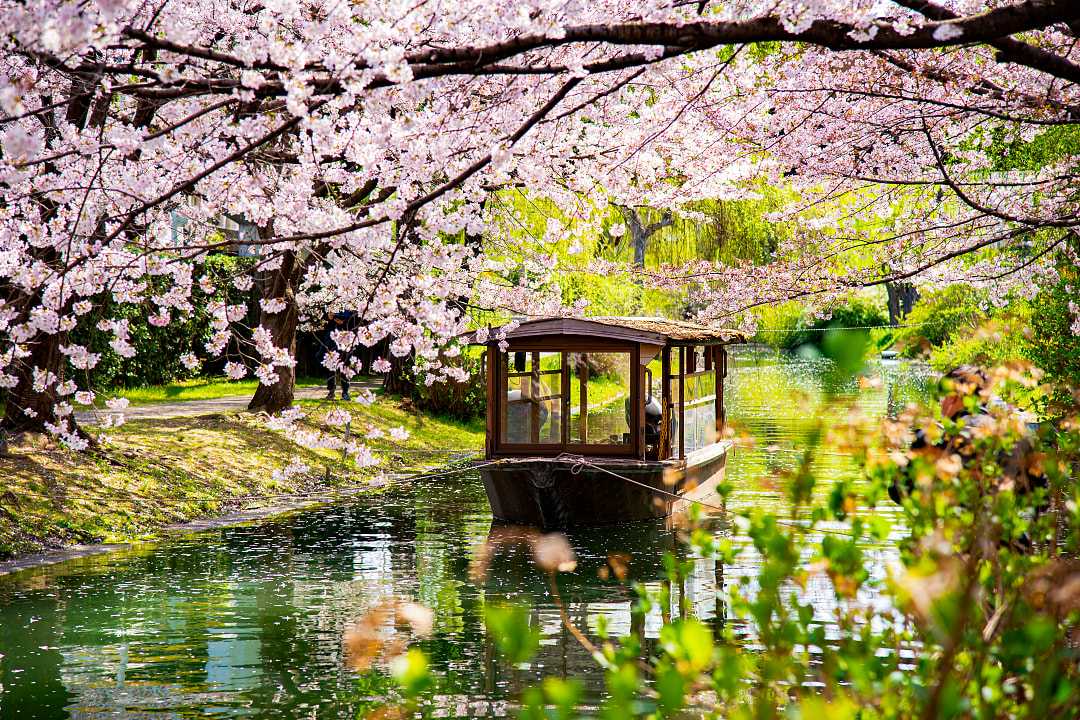 Japanese wooden boat with pink sakura branches in Japan