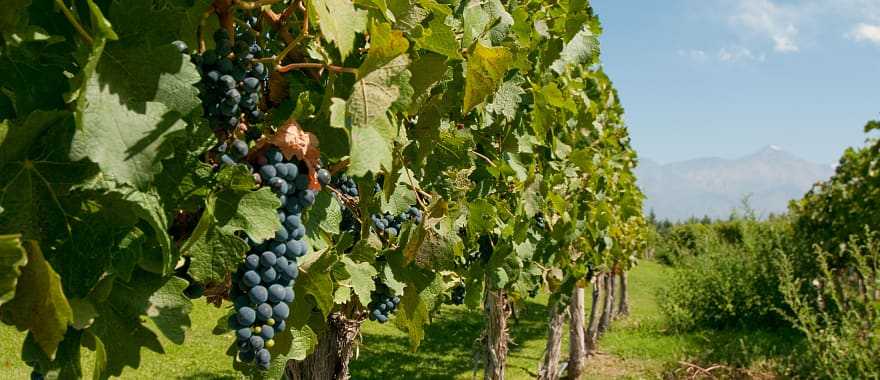 Vineyard in Mendoza, Argentina