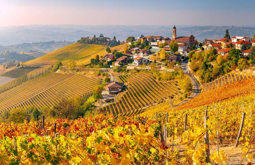 Autumn vineyards in the Piedmont region of Italy