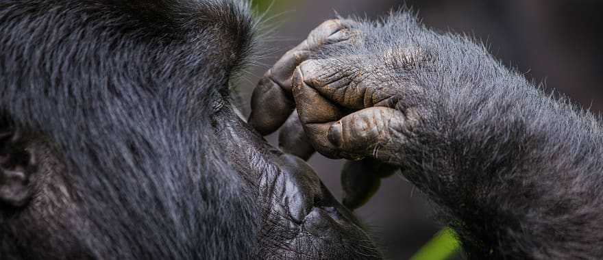 Gorilla in the forest of Uganda